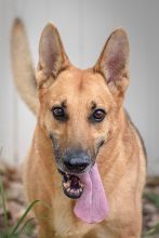 King, a red sable german shepherd