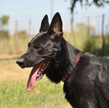 King, a black german shepherd, profile picture