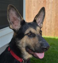 Koda, a black and tan german shepherd