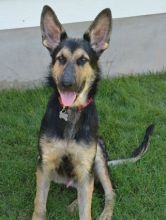 Koda, a black and tan german shepherd