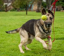Kopper, a black and tan german shepherd playing with his ball