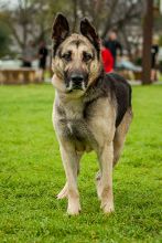 Kopper, a black and tan german shepherd