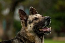 Kopper, a black and tan german shepherd enjoying the rain