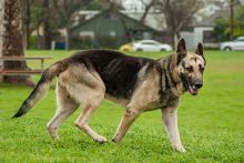 Kopper, a black and tan german shepherd