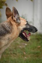 Laika, a black and tan german shepherd