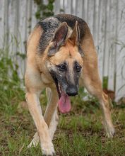 Laika, a black and tan german shepherd