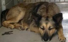 Lara, a black, tan and white shepherd