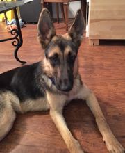 Layla, a black and tan shepherd