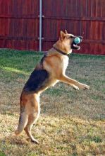 Lee, a black and tan german shepherd