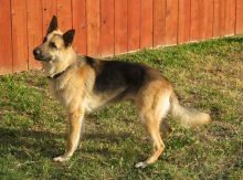 Lee, a black and tan german shepherd