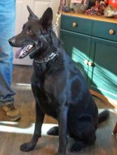 Levi, a black german shepherd