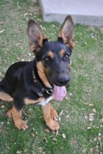 Liberty, a black and tan german shepherd puppy