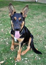 Liberty, a black and tan german shepherd puppy