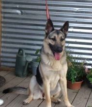 Lili, a black and tan german shepherd