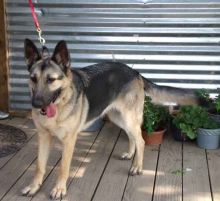 Lili, a black and tan german shepherd