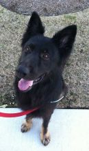 Lobo, a black, long-haired german shepherd