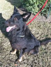 Lobo, a black, long-haired german shepherd