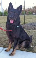 Lobo, a black, long-haired german shepherd