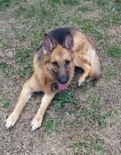 Lola, a black and tan german shepherd