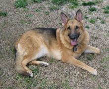 Lola, a black and tan german shepherd