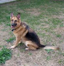 Lola, a black and tan german shepherd