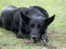 Luca, a black and tan german shepherd