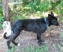 Luca, a black and tan german shepherd