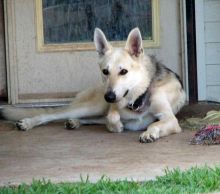 Lucky, a black and tan german shepherd