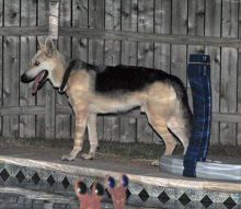 Lucky, a black and tan german shepherd