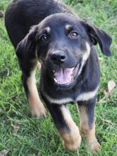 Lucy, a black and tan german shepherd puppy