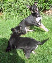 Lucy, a black and tan german shepherd puppy