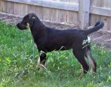 Lucy, a black and tan german shepherd puppy