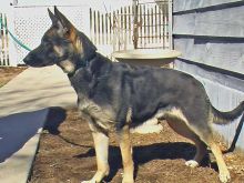  Maddie, a black and tan german shepherd