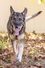 Madison, a black and tan sable german shepherd