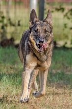 Madison, a black and tan sable german shepherd