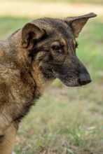 Madison, a black and tan sable german shepherd