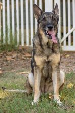 Madison, a black and tan sable german shepherd