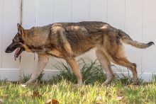 Madison, a black and tan sable german shepherd