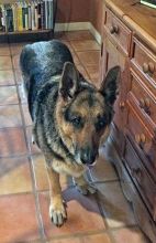 Marco, a  black and tan german shepherd