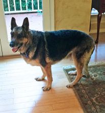 Marco, a  black and tan german shepherd