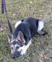 Maui, a black and tan german shepherd