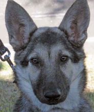 Maui, a black and tan german shepherd