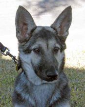 Maui, a black and tan german shepherd