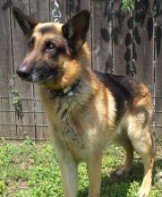 Max, a black and tan german shepherd