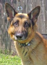 Max, a black and tan german shepherd