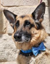 Max. a black and tan german shepherd