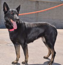 Mitzie, a black and tan german shepherd