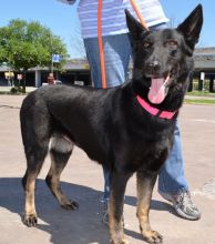 Mitzie, a black and tan german shepherd