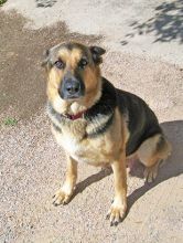 Molly, a black and tan german shepherd