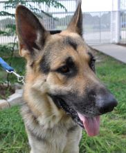 Nelson, a black and tan german shepherd